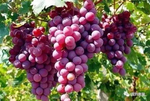 最新水果爆料,揭秘最新爆款水果榜单！”