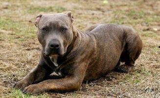 比特犬事件爆料最新消息,真相大白，背后黑幕曝光